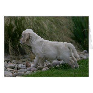 Situación del perrito del golden retriever