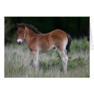 Situación del potro