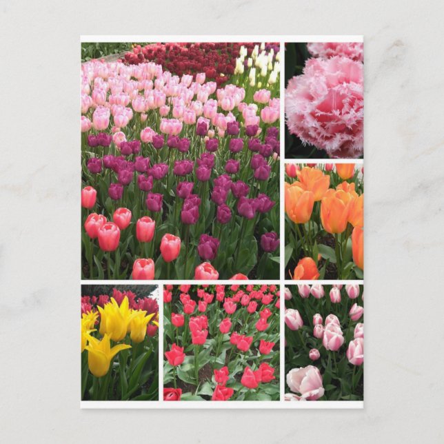 Skagit Valley, tulipanes WA, collage de postales (Anverso)