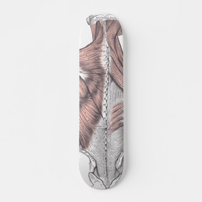 Skateboard Anatomía (Anverso )