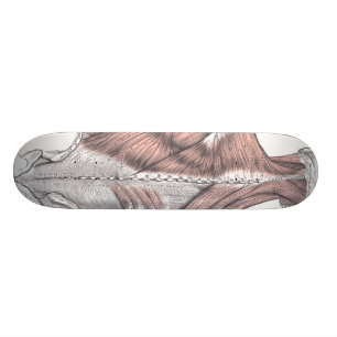 Skateboard Anatomía