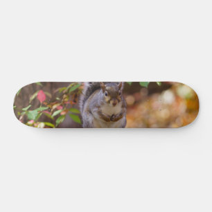 Skateboard Ardilla mendicante