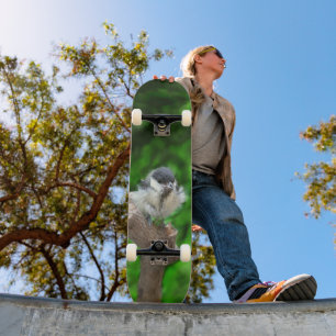 Skateboard Arregla mi pájaro el Parus Major