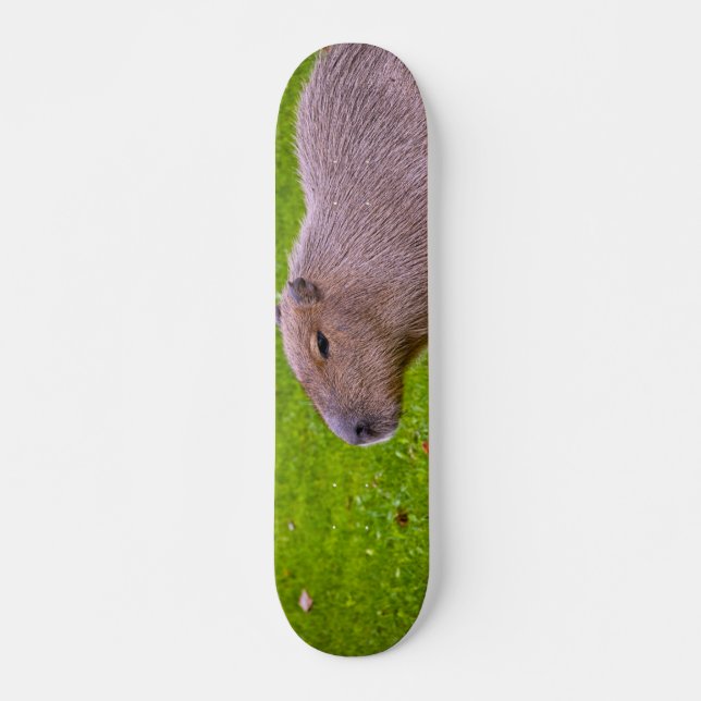 Skateboard Asombroso capibara animal (Anverso )