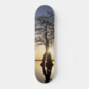 Skateboard Atardecer detrás de un árbol