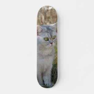 Skateboard Atento gato británico de pelo corto 