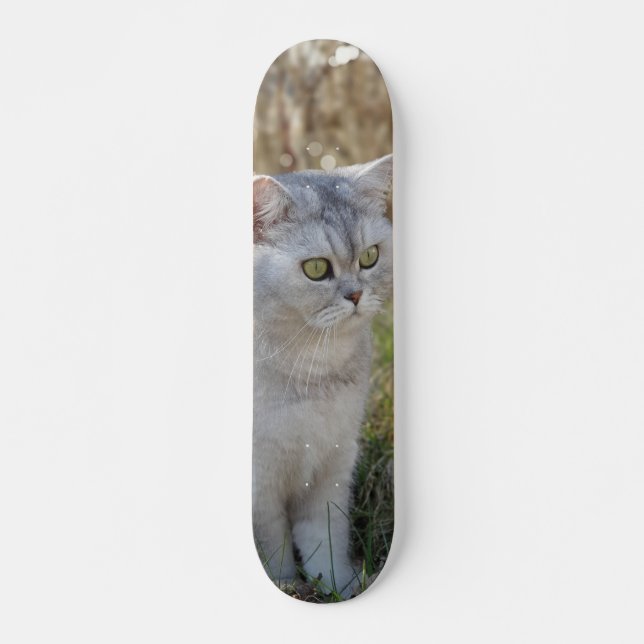 Skateboard Atento gato británico de pelo corto  (Anverso )