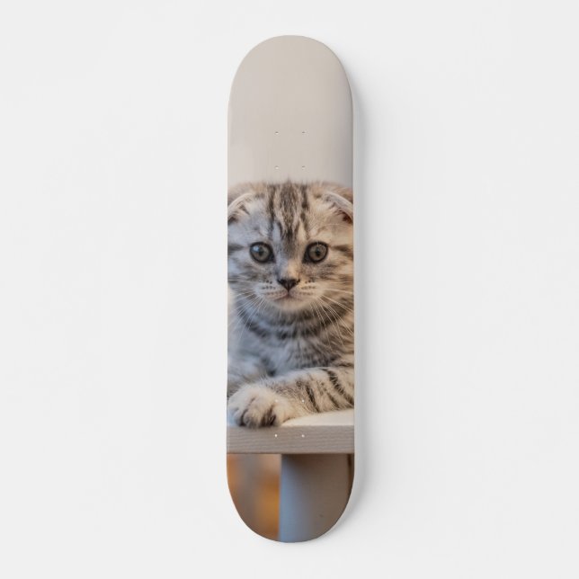 Skateboard Atento gato de raza fold escocés (Anverso )