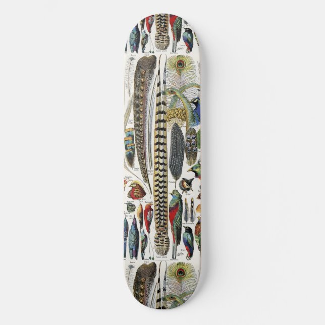 Skateboard Bird Feather Wildlife Antique Feathers Art Nouveau (Anverso)