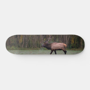 Skateboard Bull Elk Morning Walk
