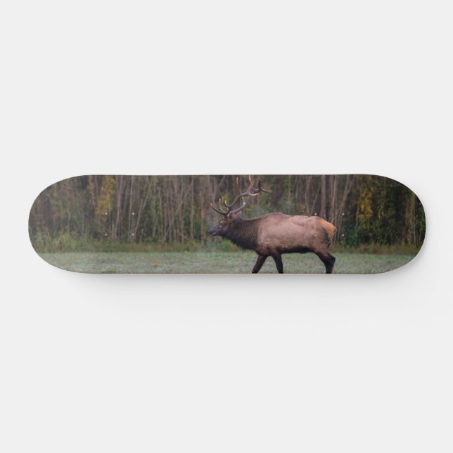 Skateboard Bull Elk Morning Walk (Horz)