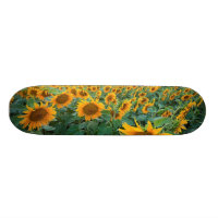 Campo del girasol en Longmont, Colorado