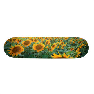 Skateboard Campo del girasol en Longmont, Colorado