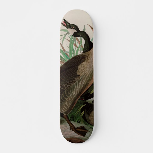 Skateboard Canadá: Pájaros de oca de América Impresión Audubo (Anverso )