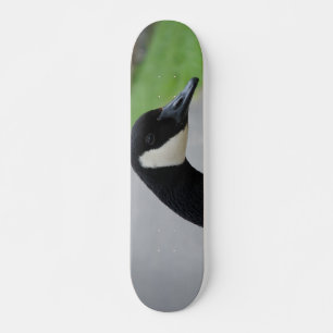 Skateboard Cerdo de Canadá