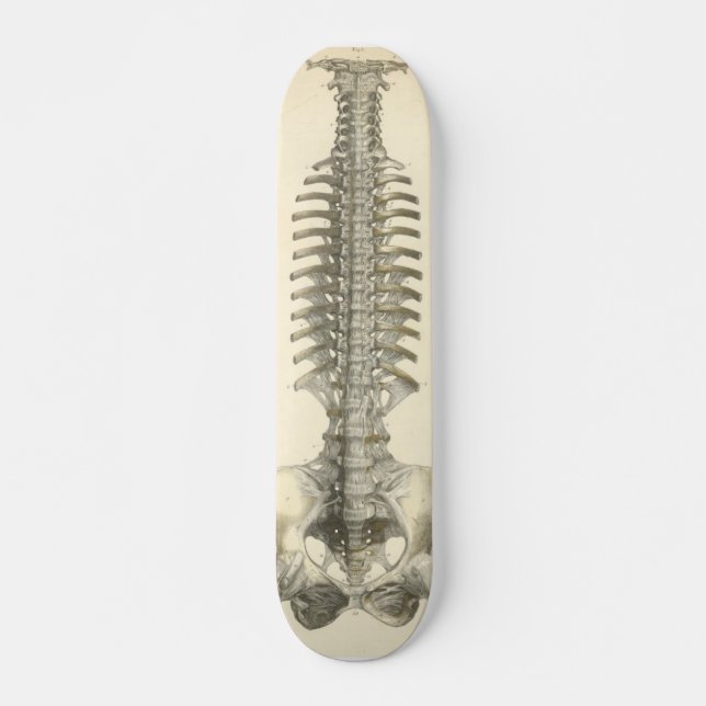 Skateboard Columna espinal (Anverso )