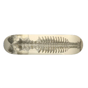 Skateboard Columna espinal
