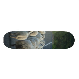 Skateboard Corderos de los caminos de las ovejas