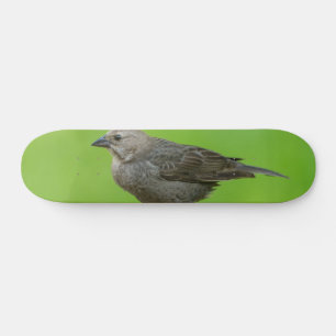 Skateboard Cowbird marrón