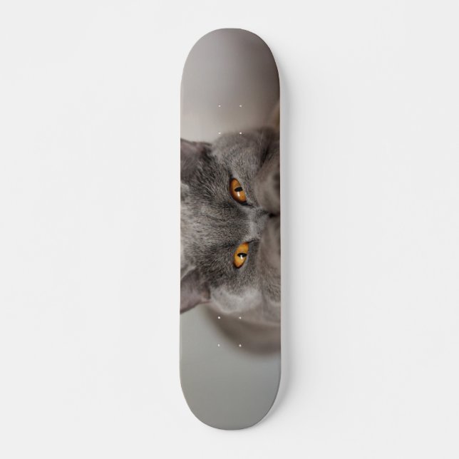Skateboard Cuto gato británico Shorthair (Anverso )