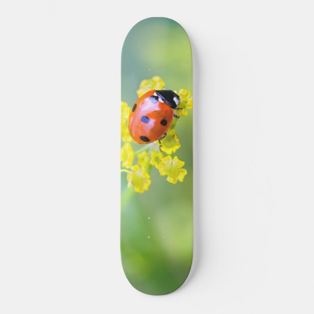 Skateboard dama encima (Anverso)