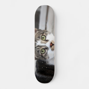 Skateboard de gato