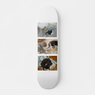 Skateboard de gato