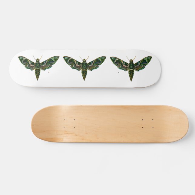 Skateboard Deilephila Nerii - Oleander Hawk-Moth (Horz)