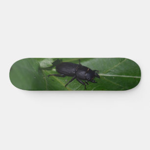 Skateboard Dorcus parallelipipedus , el escarabajo de menor t