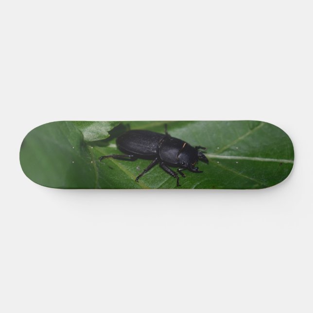 Skateboard Dorcus parallelipipedus , el escarabajo de menor t (Horz)