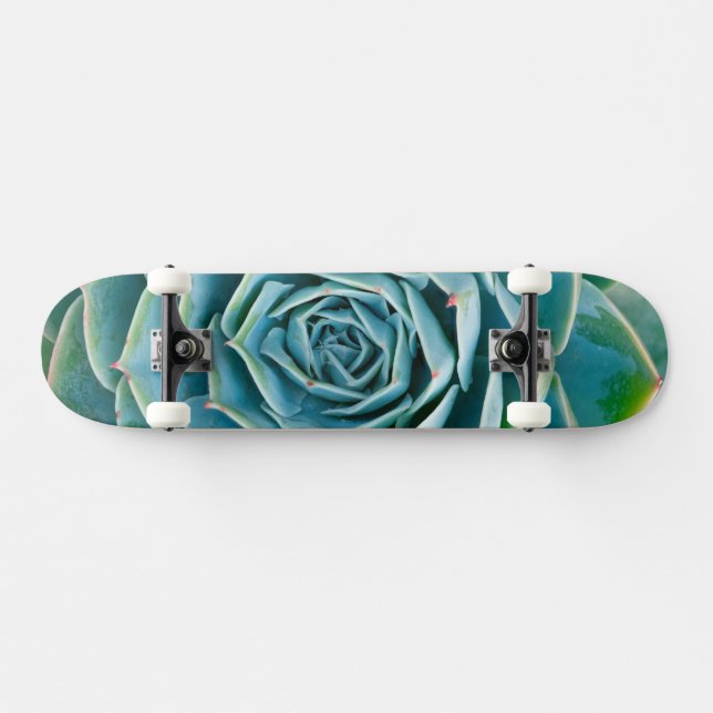Skateboard Echeveria Rosette, Secret Garden of Marrakech (Horz)