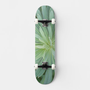 Skateboard EE. UU., Washington, Bellevue, Jardín Botánico de