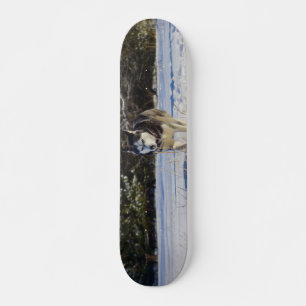 Skateboard El Husky Siberiano En La Nieve
