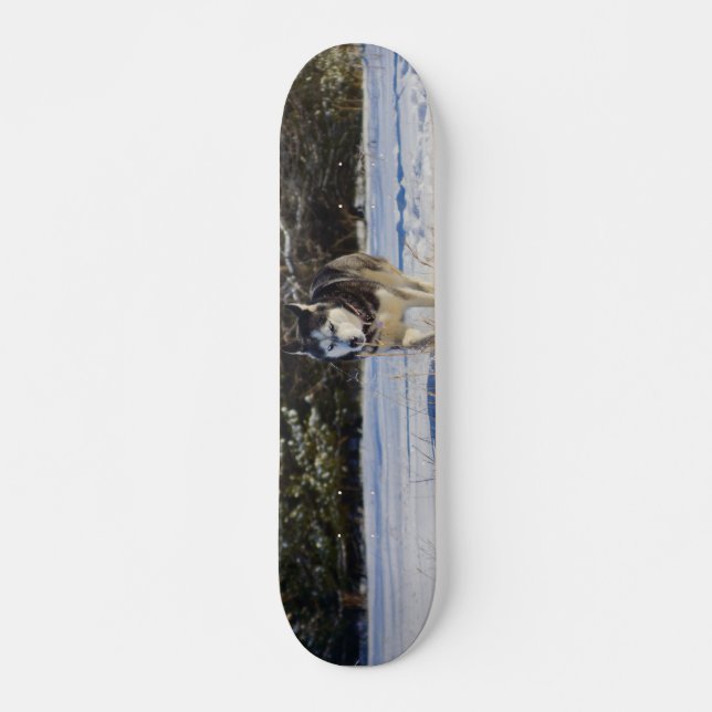 Skateboard El Husky Siberiano En La Nieve (Anverso )