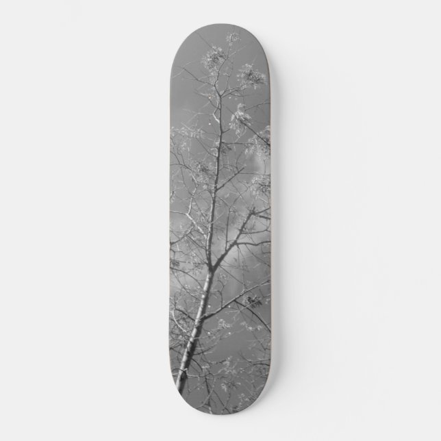 Skateboard Estilo y diseño del tablero (Anverso)