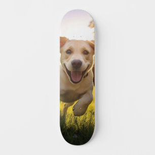 Skateboard Felíz Labrador Corriendo
