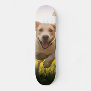 Skateboard Felíz Labrador Corriendo