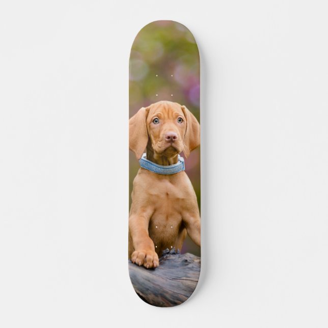 Skateboard Foto puppyeyed linda del perrito del perro de (Anverso )