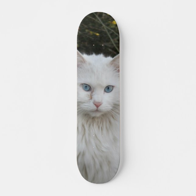 Skateboard Gato blanco angora turco ojos azules (Anverso )