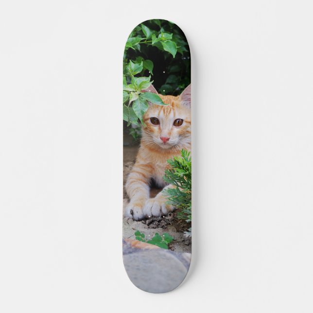 Skateboard Gato descansa atento para cazar (Anverso )