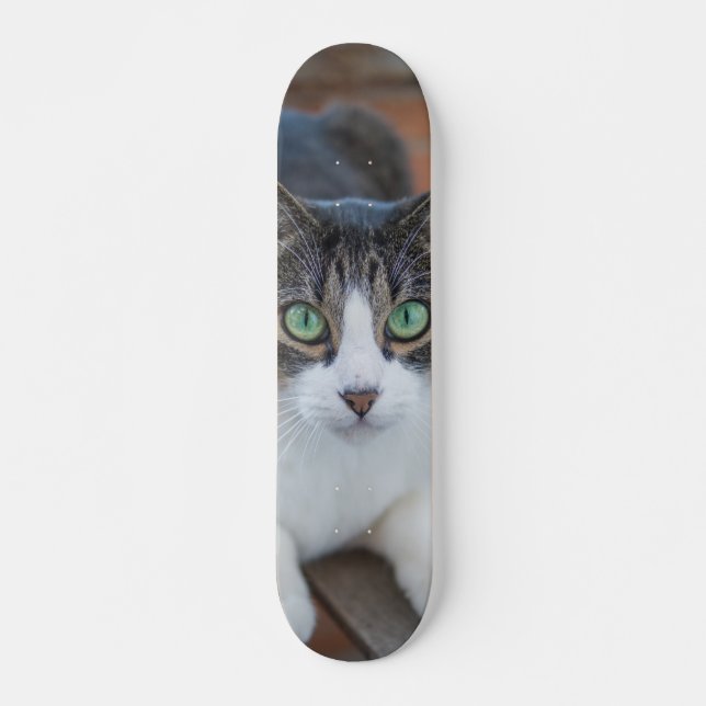 Skateboard Gato gris y blanco observando (Anverso )