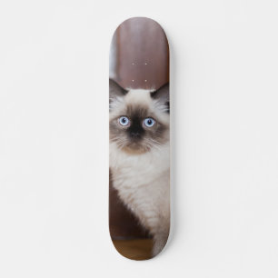 Skateboard Gato peludo de raza ragdoll