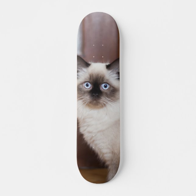 Skateboard Gato peludo de raza ragdoll (Anverso )