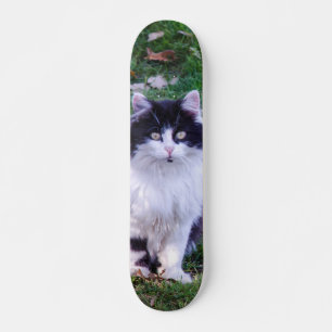 Skateboard Gato raza Maine Coon pelo largo