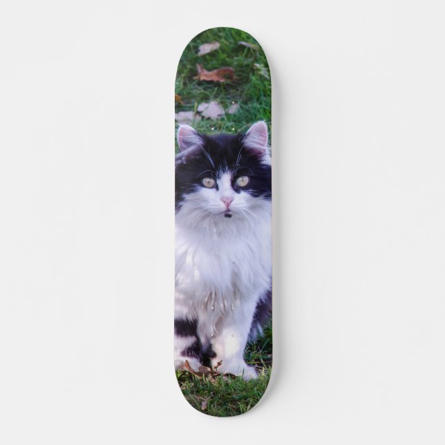 Skateboard Gato raza Maine Coon pelo largo (Anverso )