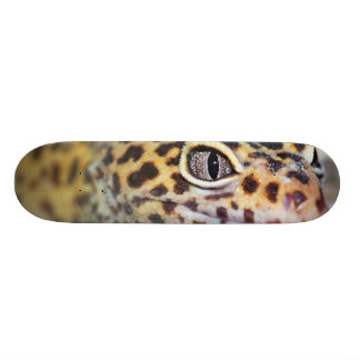 Skateboard gecko del leopardo