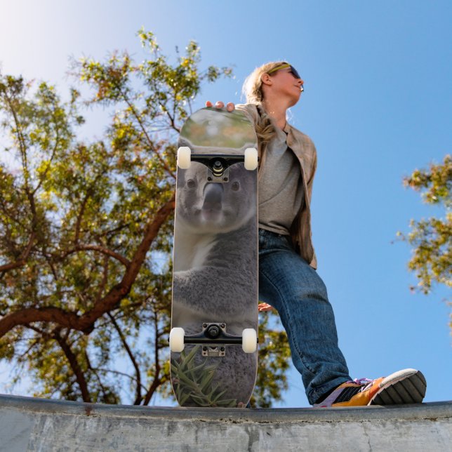 Skateboard Grevillea Koala Bear, (Exterior 1)