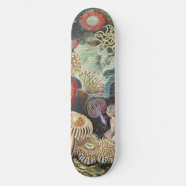 Skateboard Haeckel Sea Anemones Nautical Sea Life Art Collage (Anverso)