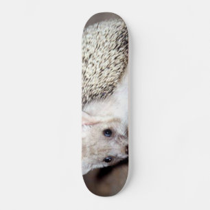 Skateboard Hedgehog - El mamífero espinoso