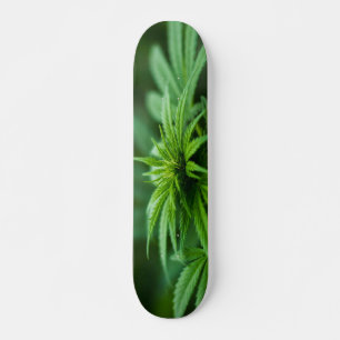 Skateboard Hermosa planta de maleza